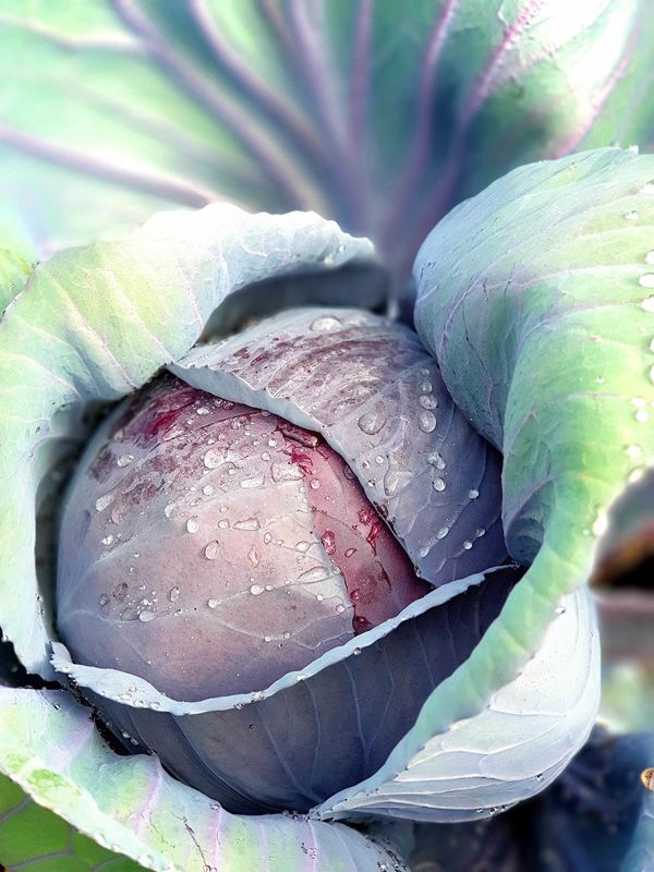 Who said vegetables can't be pretty - Cabbage in the Birdcage Garden