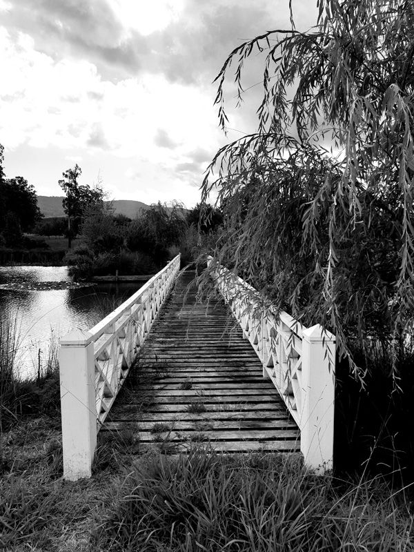 Willows and the Island Bridge