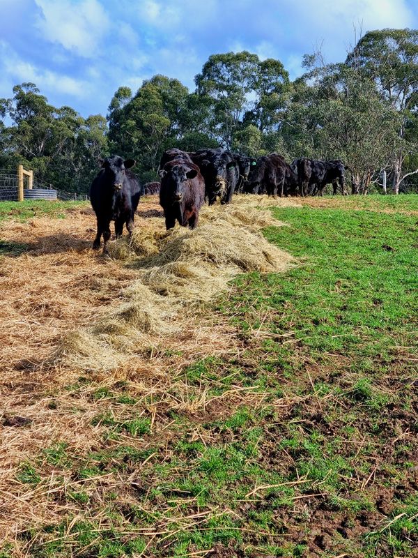 Winter Hay Mix