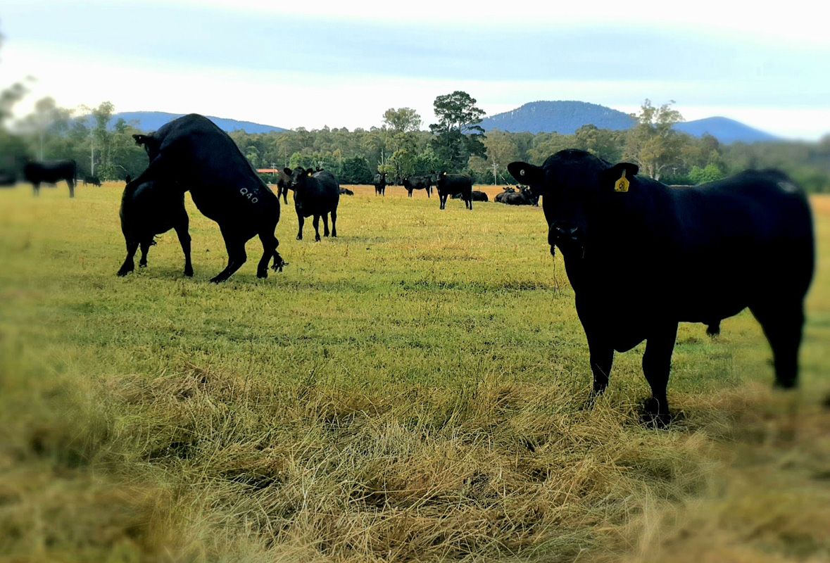 Working Bull working