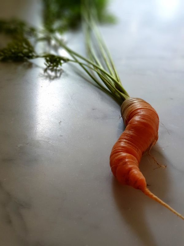 Wouldn't pass muster at a Supermarket chain but our naturally shaped St.Fillan Carrots are exceptional to taste