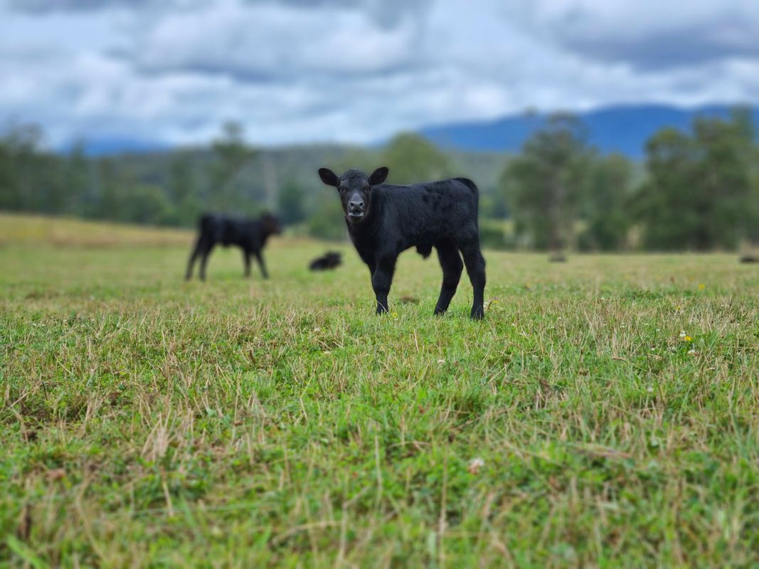 Young Angus Calf