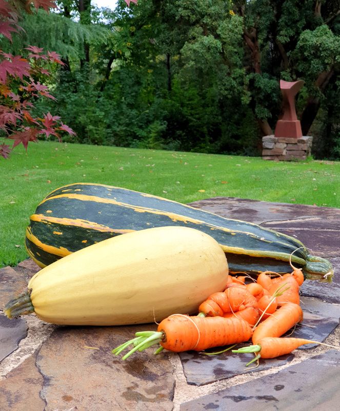 Zucca, Carrots and Pumpkin from the Birdcage Garden